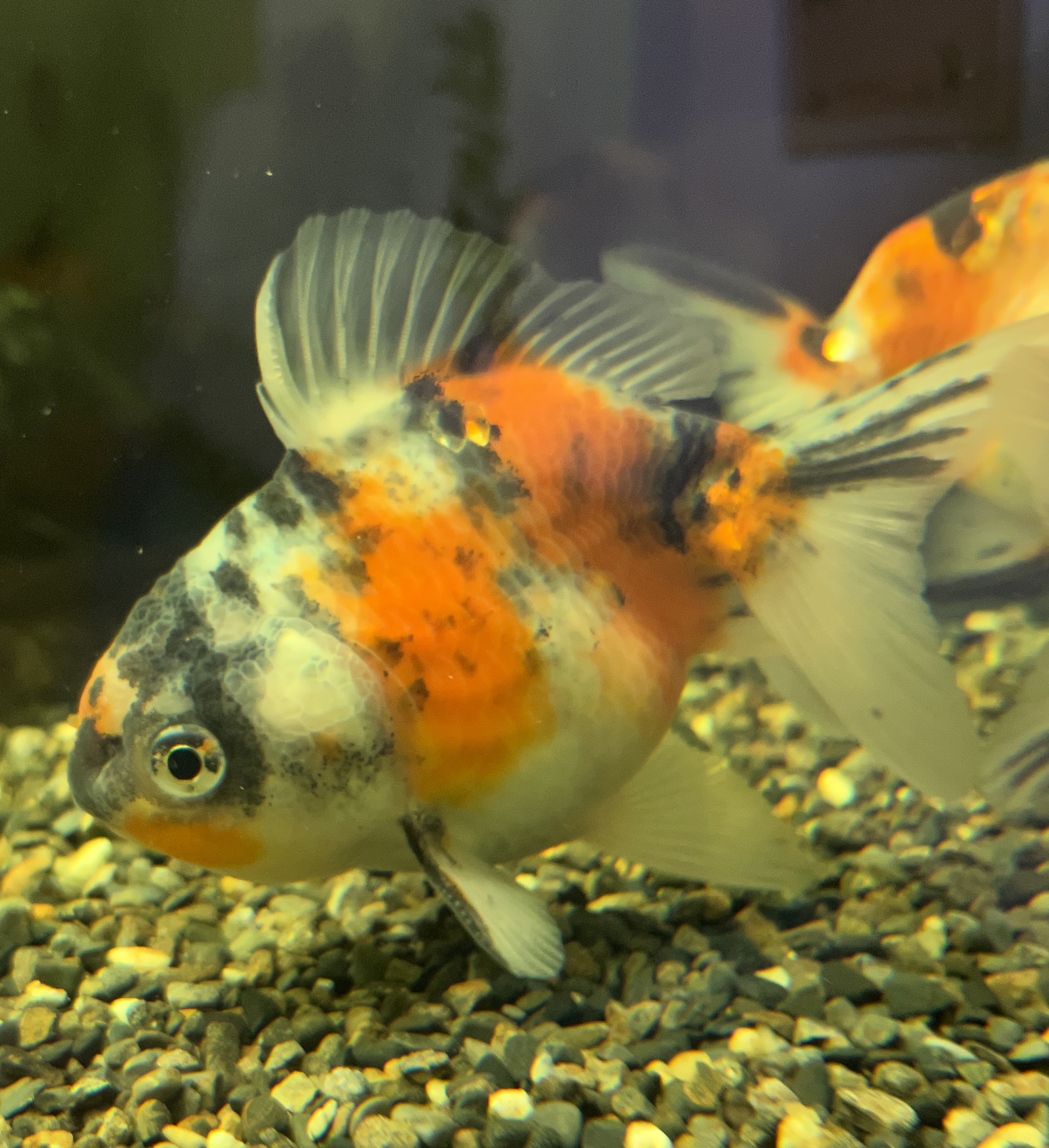 金魚入荷！