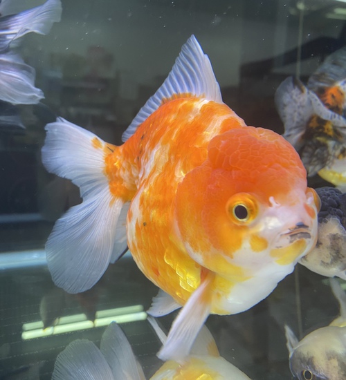 金魚入荷 アクアヴィレッジ