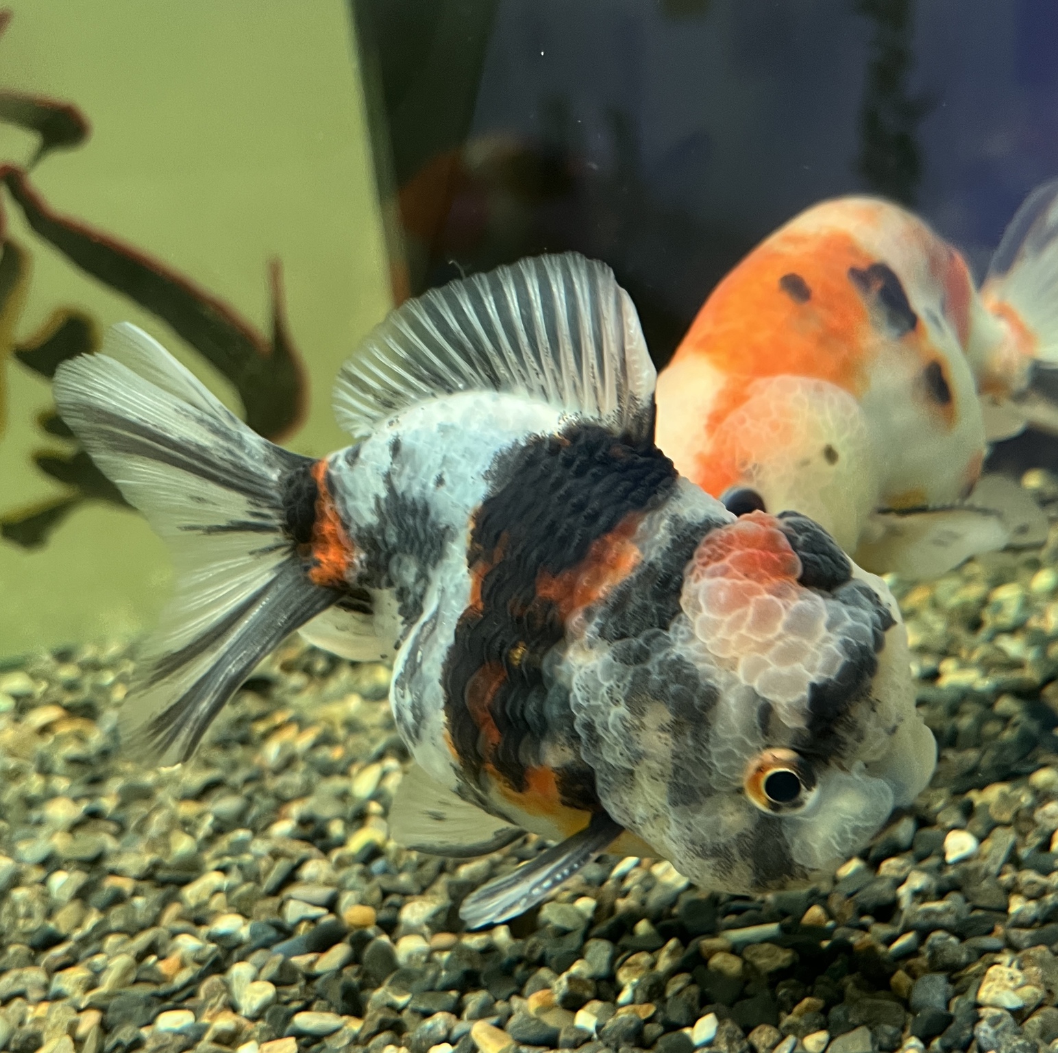 金魚入荷！