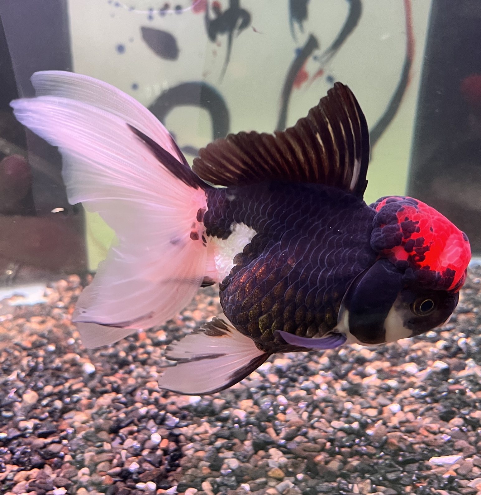 極上金魚入荷！