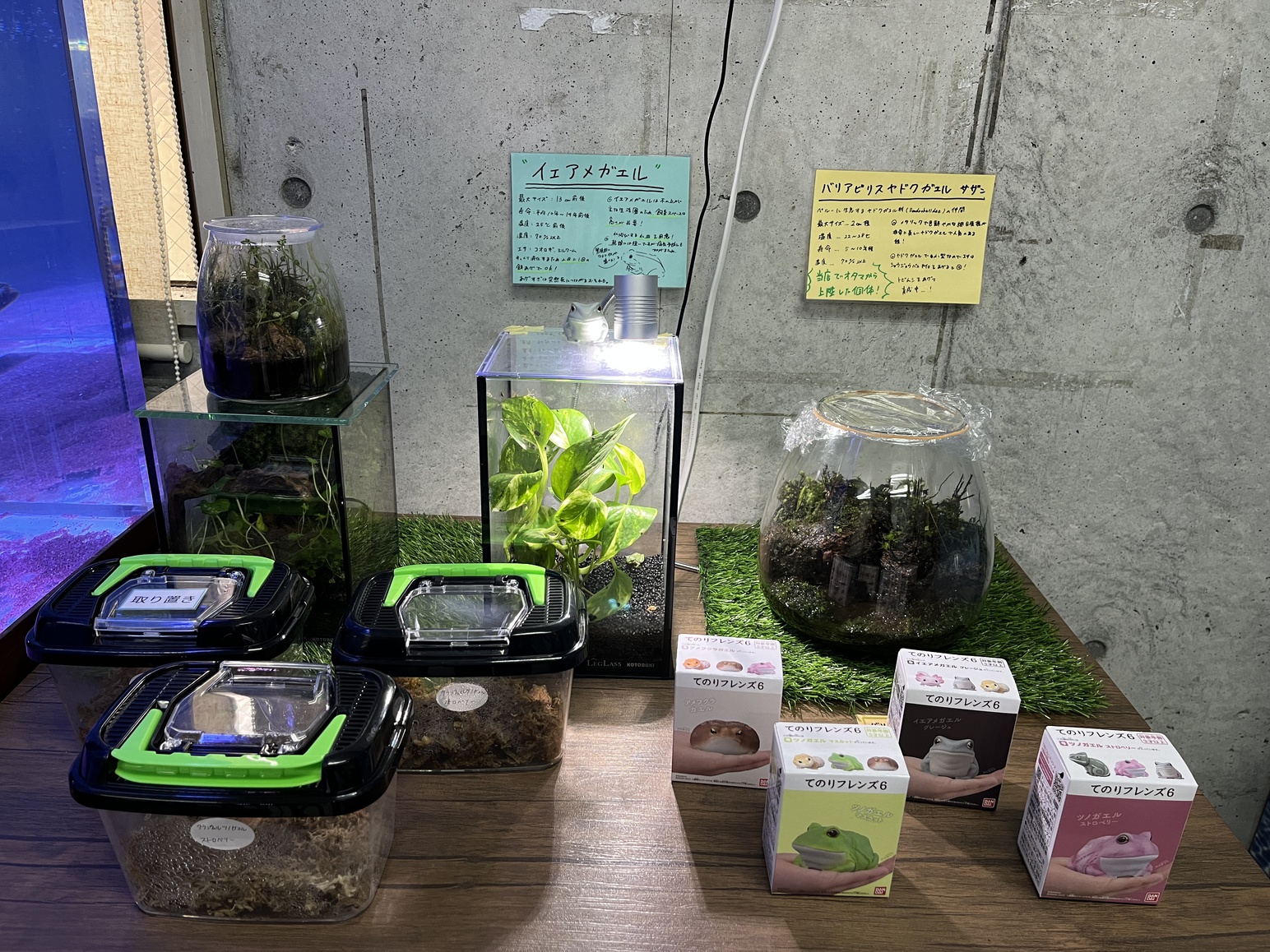 カエルコーナー　入荷あり(^^)