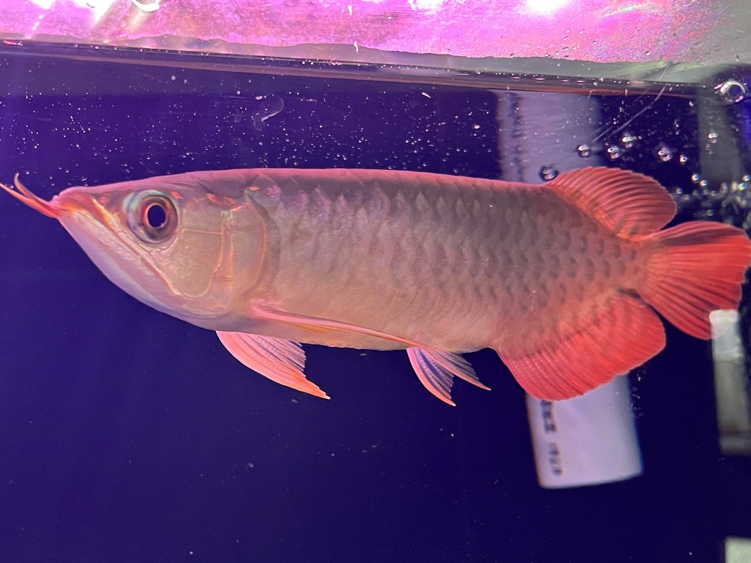 ONE REDアロワナ