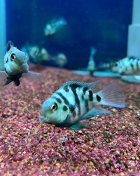 生体入荷‼️ 2022/10/21 13:03:48