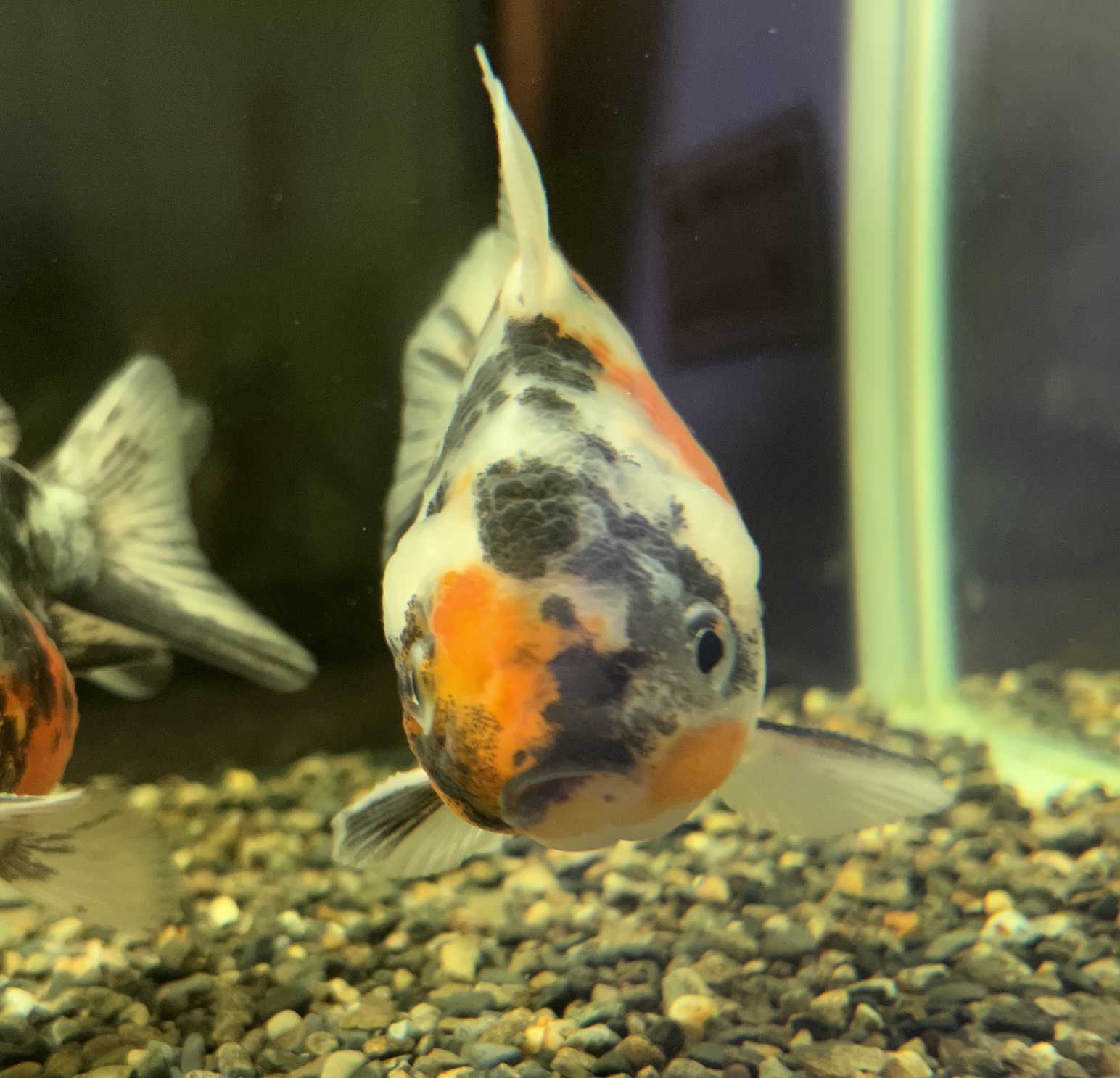 金魚入荷！