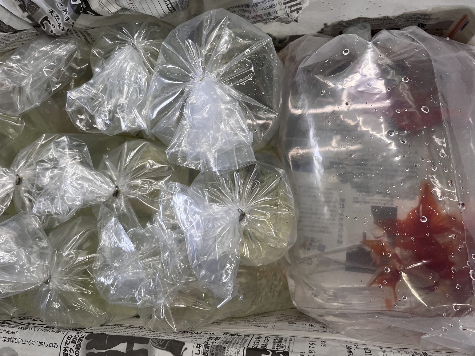 生体＆アクアライフ入荷