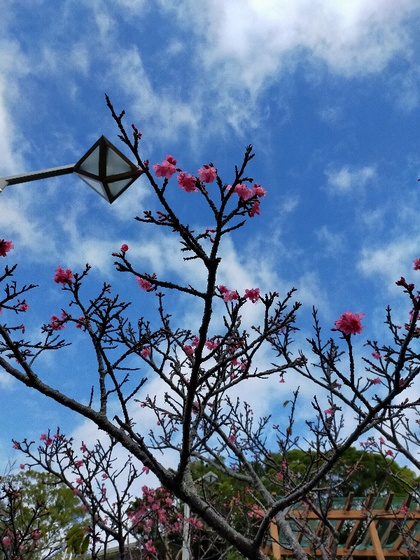 ★桜を見に那覇市民体育館の裏にある公園へ