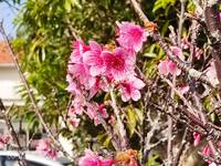 令和3年の桜！ 2021/02/09 12:12:43