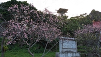 桜だね 2023/02/01 21:18:58