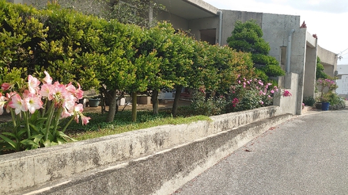 お花１６