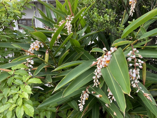 お花２２