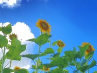ぼちぼちと 2022/08/16 17:54:31