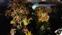 冬の花 2021/01/23 09:09:30