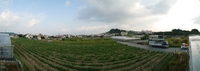 お花では無いのだが 2020/04/11 15:32:37