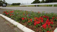 お花１５ 2020/04/26 11:40:00