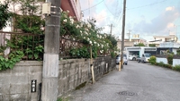 お花２６ 2020/07/10 07:55:30