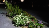 お花２８ 2020/07/20 21:09:01