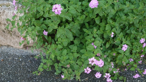 お花２９