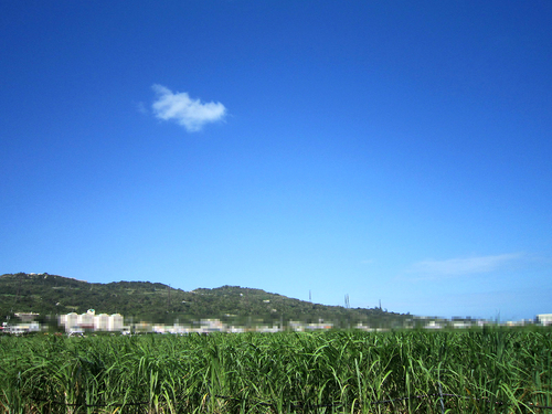 『 ざわわ 』
