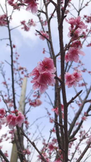 2019年1月20日  本部桜祭り！