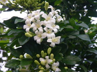 この樹、なんの木？ 2013/04/04 08:15:51