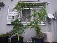 へちまのカーテン(笑) 2013/04/06 13:52:40