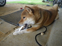 ぽこ（犬）の歯みがき！？ 2013/04/11 14:17:42