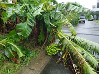 台風4号～大変だ～‼ 2020/08/03 12:42:58