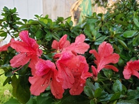 ツツジの花、早すぎませんか～♪ 2021/01/31 18:12:41