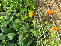 はんだまーの花 2022/02/03 10:23:05