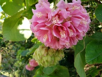 この花な～に？♥ 2021/01/28 12:47:02