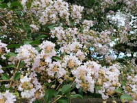 花盛りの時期です 2022/06/22 11:15:46