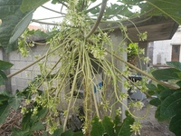 見事な雄パパイヤの花♪♥ 2020/11/28 09:04:13