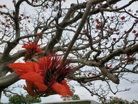 デイゴの花咲いてます 2022/03/24 10:55:01