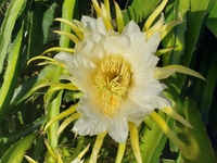 ドラゴンフルーツの花です 2022/07/12 16:23:07