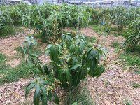 完全無農薬・キーツマンゴーの花芽が伸びています 2018/03/04 22:21:19