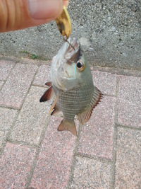 魚はおらんかねぇ〜