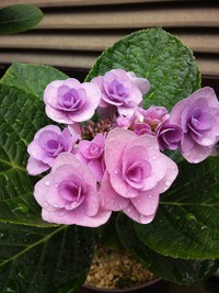 元気頂きました 2013/07/09 23:59:26
