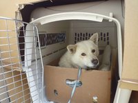 被災した犬や猫たちのために