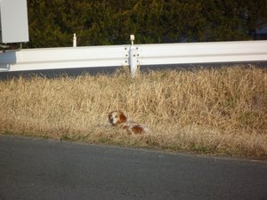 南相馬市でも犬をレスキュー