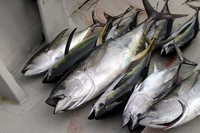 ７月７日　釣果