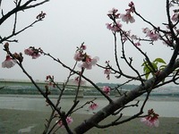 漫湖公園！ 2008/02/24 05:10:00
