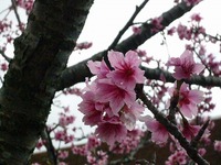 また与儀公園！ 2008/03/03 05:18:00