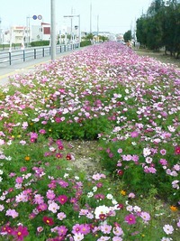 コスモスロード！ 2008/03/21 06:16:39