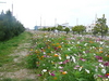 コスモス通り！ 2007/05/22 03:34:45