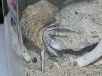 やどかりその後！ 2007/08/16 21:30:14