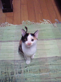 お気に入りの・・・ 2010/09/18 00:39:15