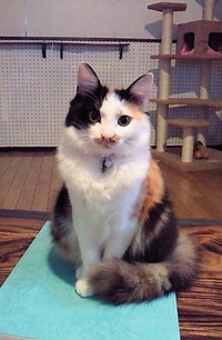 引っ越し　と　『まある』 2011/01/15 02:07:37