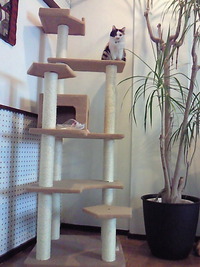 キャットタワー 2010/11/22 01:18:30
