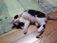 お気に入りの・・・