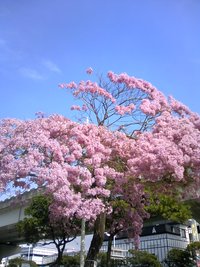 春の・・・・